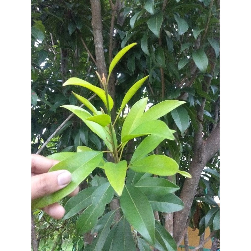 

COD - Daun Sawo Segar Alami