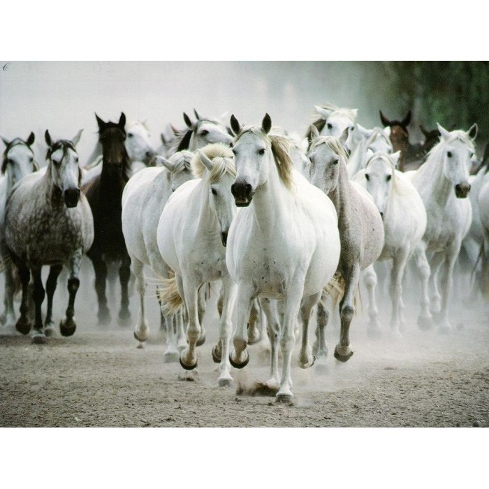 Repro Gambar Lukisan Horse Kuda Feng Shui Pretty Painting Beautiful