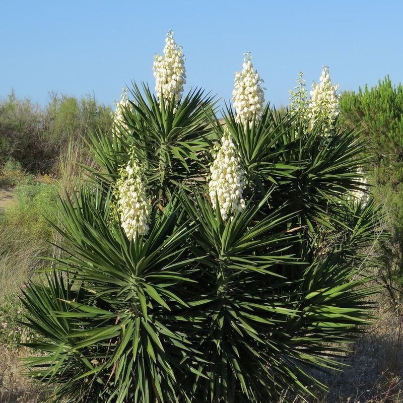 Seed Center - Bibit Benih Bunga Yucca Gloriosa (2 Seeds)