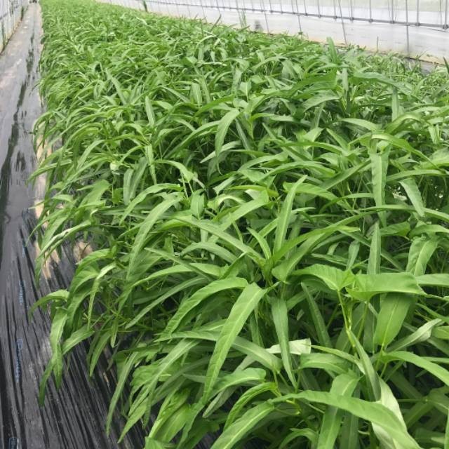 Seed Center - Bibit Benih Kangkung Air (5 Gram)