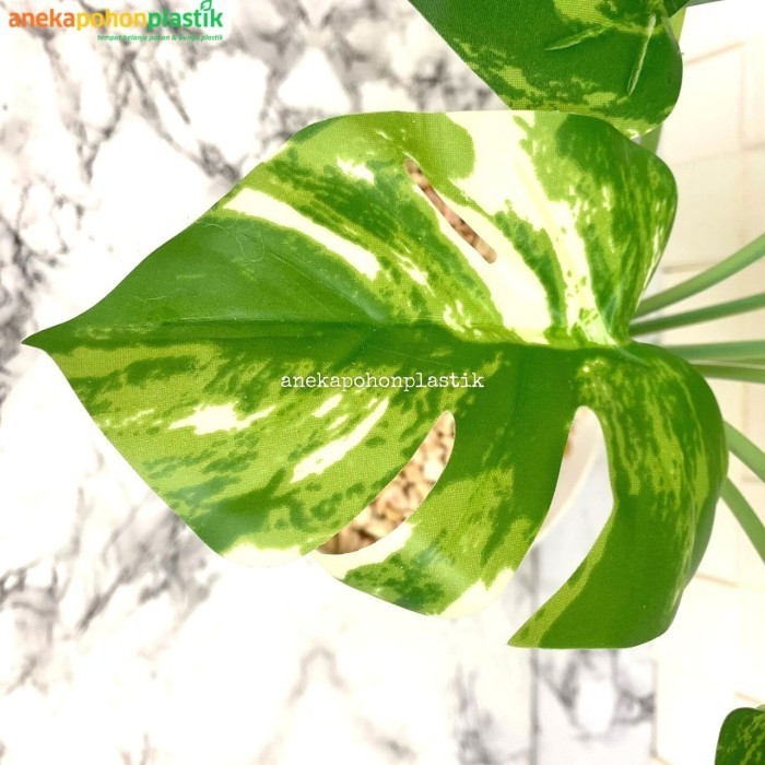 Pohon Artificial Palsu Daun Monstera Variegata Pot Ulir Plastik Cantik