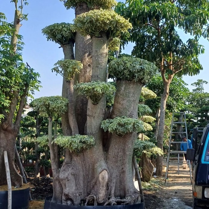Pohon Bonsai Anting Putri Besar Decorasi Taman Pohon Bonsay