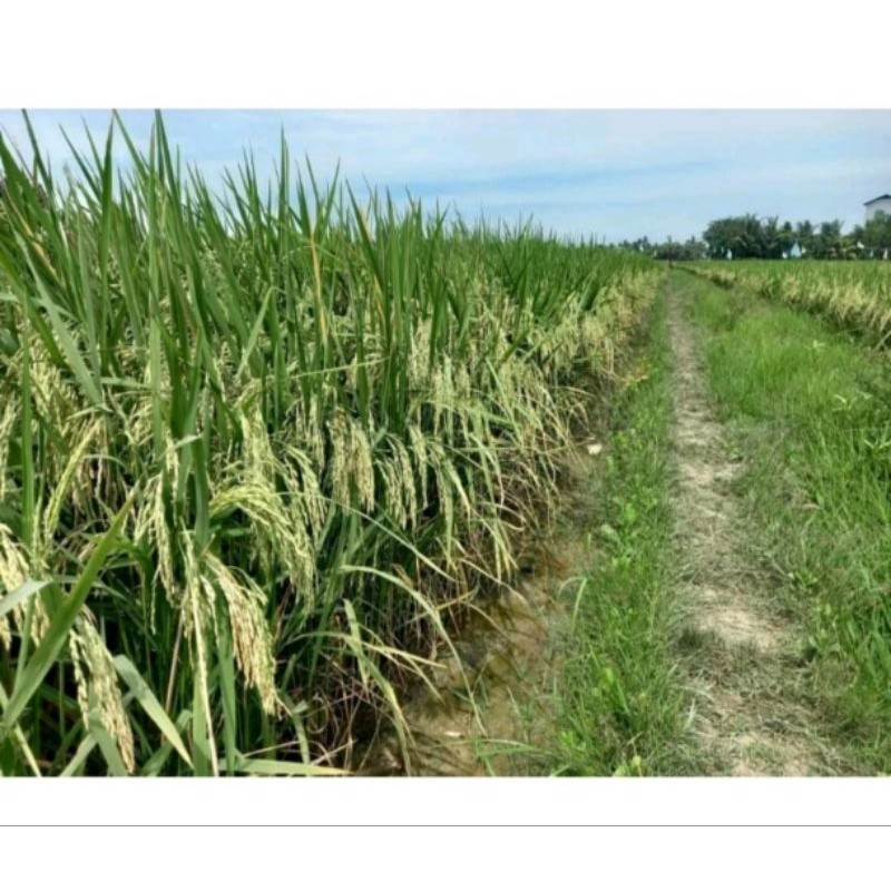 padi unggul srikandi