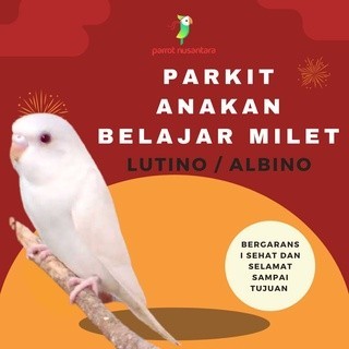 parkit anakan bahan jinak belajar millet lutino & albino