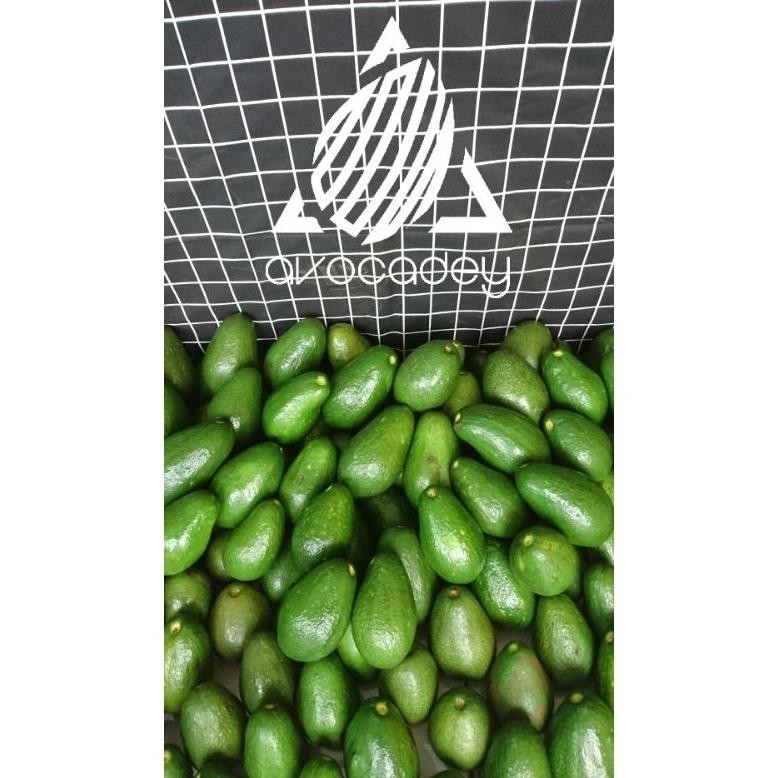 

Alpukat Murah Mentega Isi Kuning ! (Avocadey)