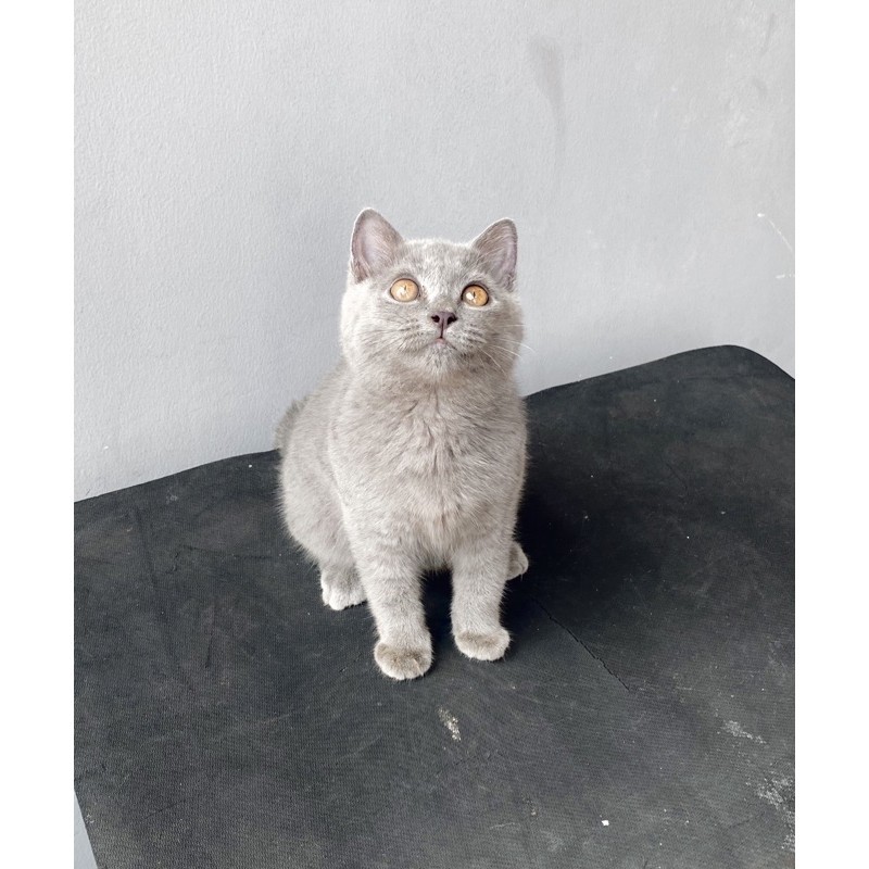 boneka kucing bsh blue