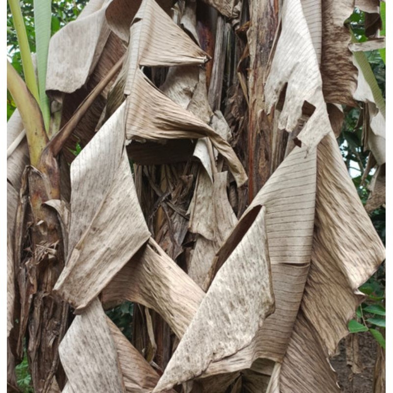 

Dau pisang kering/kelaras kering