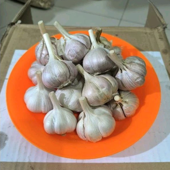 

Bawang Putih Kating Royal