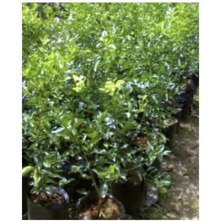 Tanaman Buah Jeruk Nipis // Tanaman Buah Jeruk Nipis Sudah Berbuah