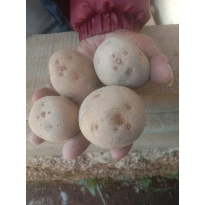 Benih/Bibit Kentang Granola L G2 & Lokal Pangalengan