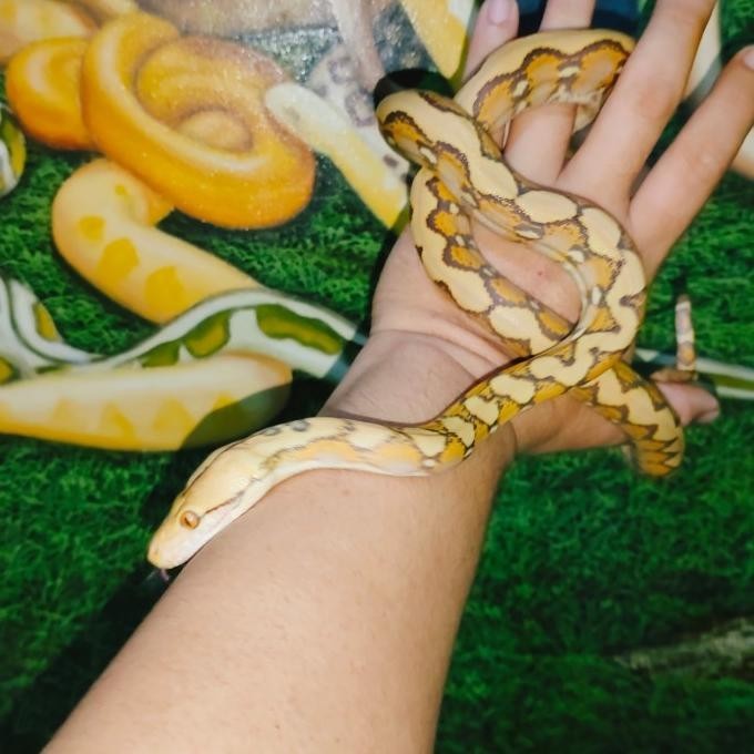 Retic Albino Caramel Peliharaan