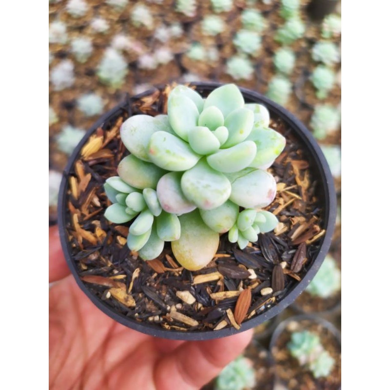 sedum clavatum KAKTUS SUKULEN TANAMAN HIAS