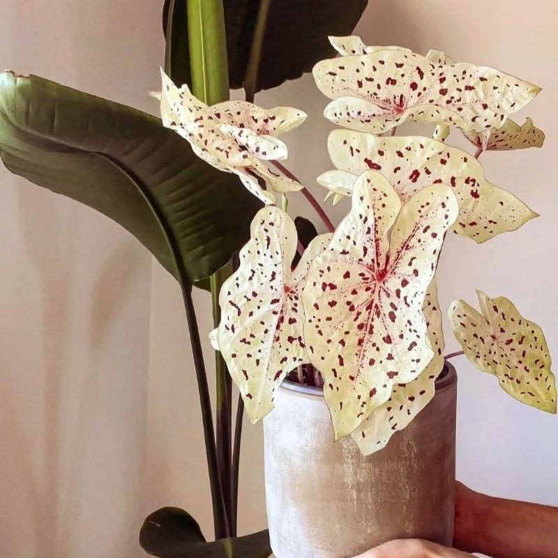 Tanaman Hias Keladi White Leopard Bunga Hias Keladi Caladium Anakan White Leopard BUKAN BONGGOL Tana