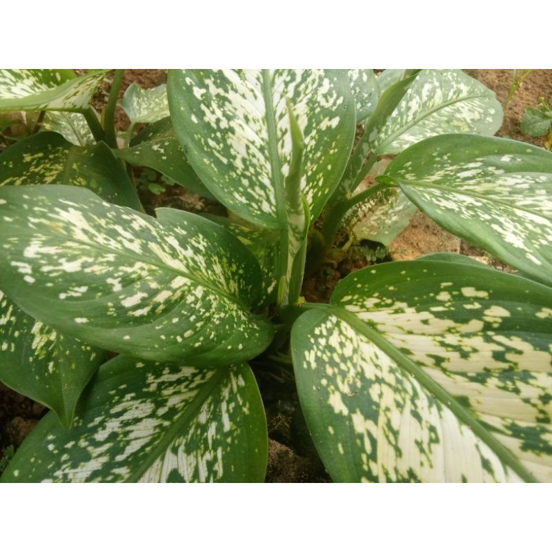 bibit tanaman talas hias