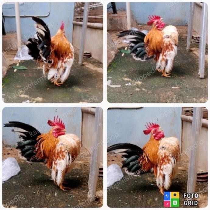 SALE  ayam serama jantan blorok madu