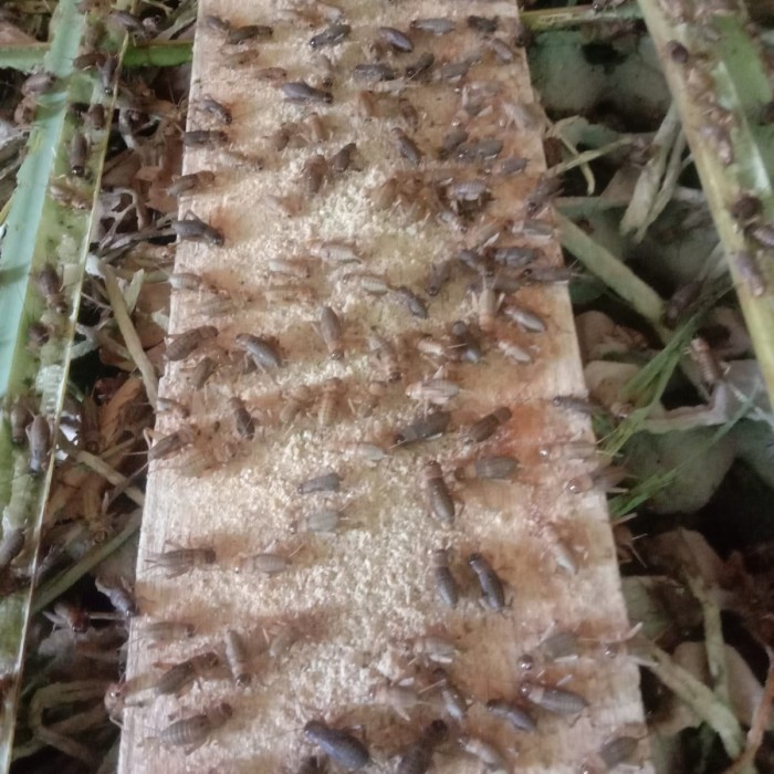 Terlaris Jangkrik Hidup Pakan Burung,Gecko,Landak,Arwana