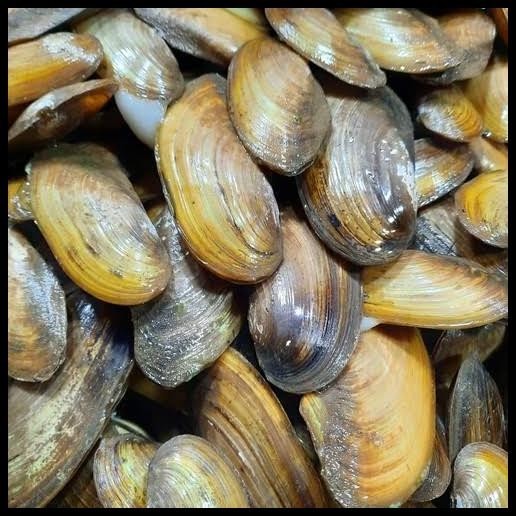 

Kerang Sawah Kijing Air Tawar 1Kg