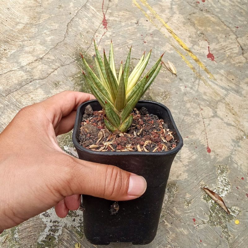 sansevieria francisi varigata