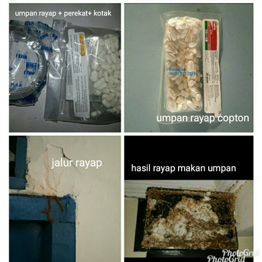 Produk Terbaik] Terlaris Umpan Rayap Copton Basmi hingga Ratu Rayap