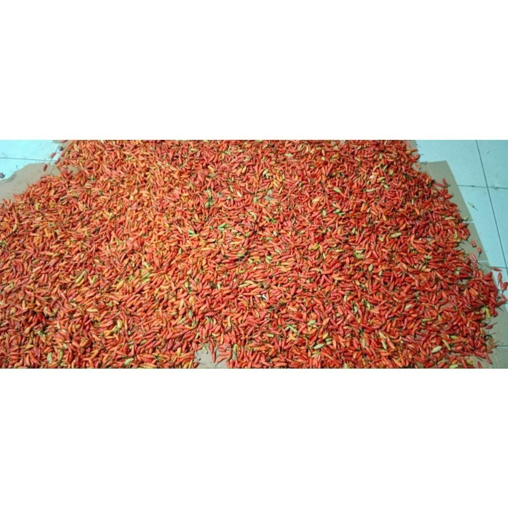 

Bawang Kating 250Gr + Bawang Merah Besar Sedang 250Gr Bonus Cabe 150 Gr Madium