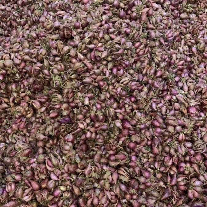 

TERMURAH Bawang Merah Berkualitas 1Kg Besar Sedang Kecil Super Kering - Shuffel BAGUS