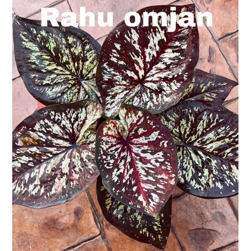 Tanaman Hias Keladi Thailand Series Rahu Omjan Bunga Hias Keladi Caladium Anakan Keladi Murah BUKAN 