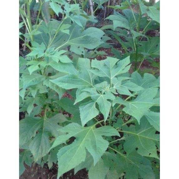 

BUBUK SERBUK DAUN INSULIN 500 GRAM DAUN KERING RO55