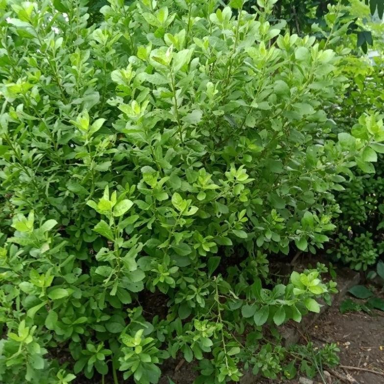 

SERBUK BUBUK BELUNTAS LUNTAS 1 KG RO49