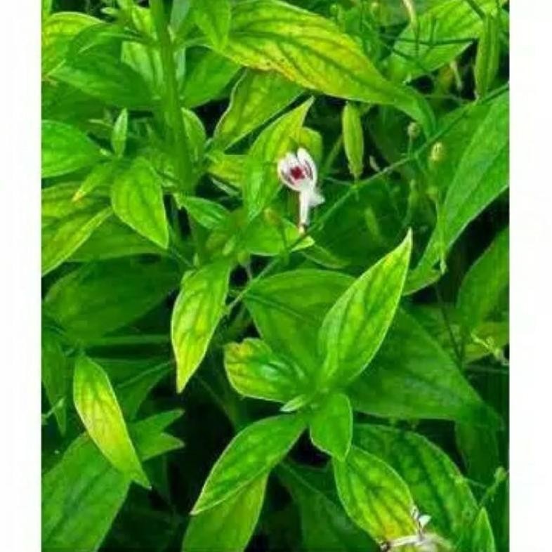 

SAMBILOTO SAMBIROTO CACAH KERING ISI 1000 GRAM / 1KG RO31