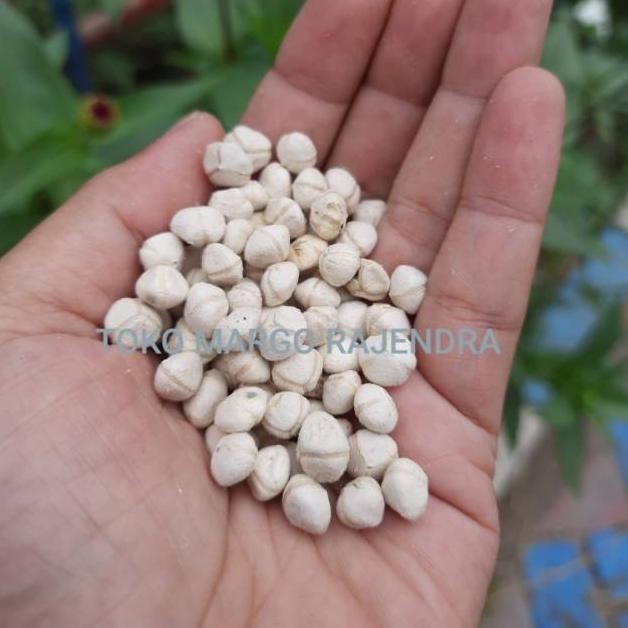 

BIJI KERNEL KELOR KUPAS 500GR SETENGAH KG RO01