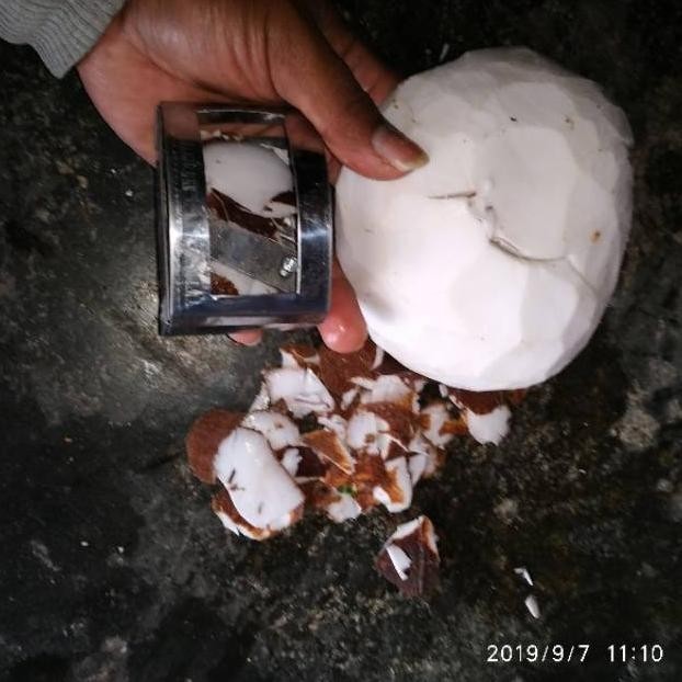 Alat Gupas Kulit Peeler Kulit Kelapa - Alat Kupas Buah - Alat Kupas