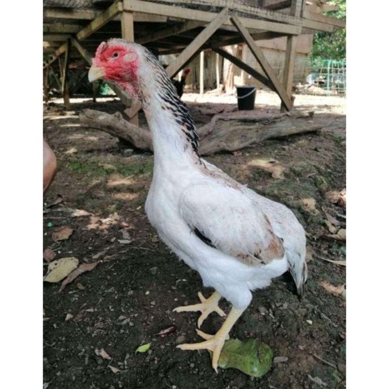 6.6 Telur Fertil Ayam Shamo Eropa Si Hitam Super