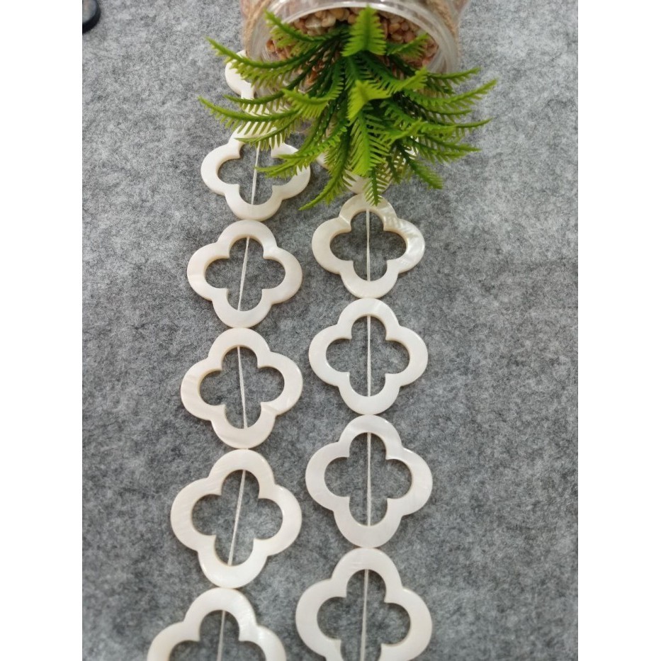 

:::::::] KERANG BUNGA PIPIH LUBANG