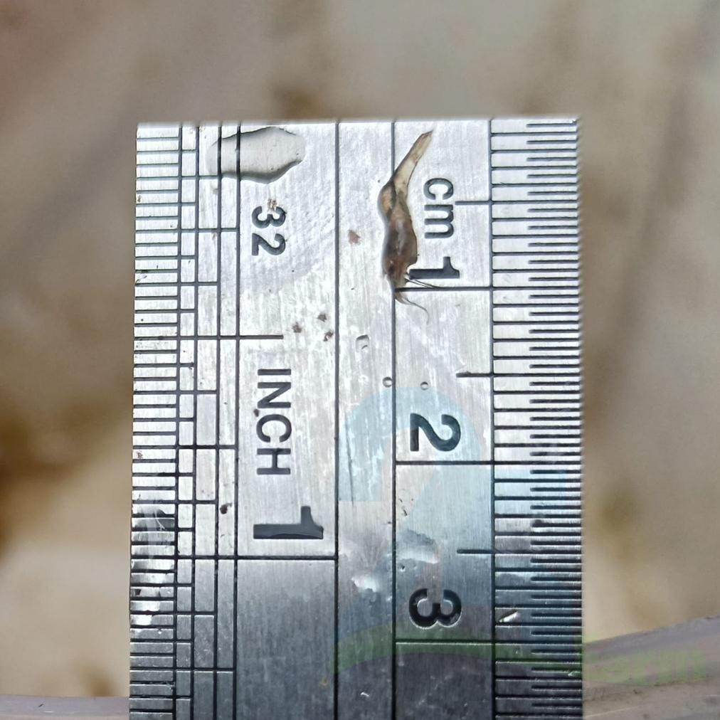 BN PAKET 200EKOR uk 1cm bibit udang galah TERLARIS