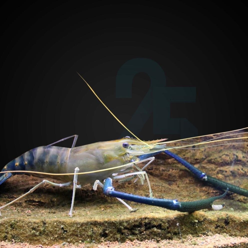 BN PAKET 300EKOR uk 1cm bibit udang galah TERLARIS