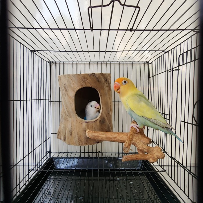 Glodok Finch Parkit Glodok Burung Kecil
