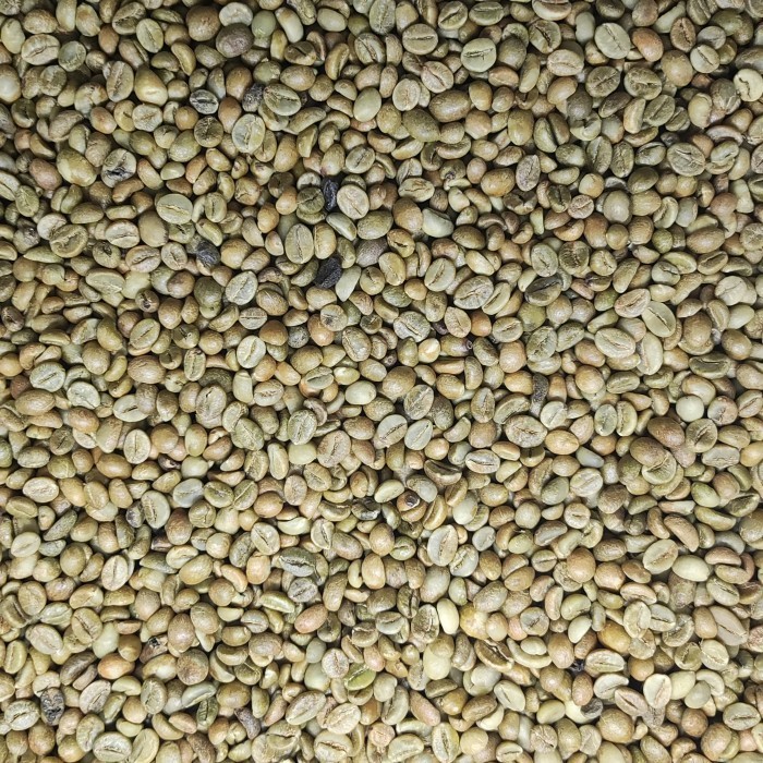 Green Bean / Kopi Mentah Robusta Bengkulu Natural - 1 Kg