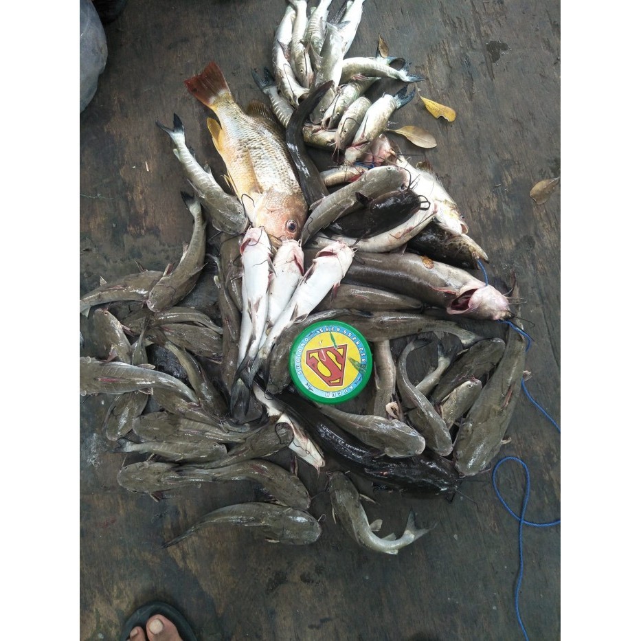 Umpan Kucur Bau Sugiono S1 & S1 Super Viral