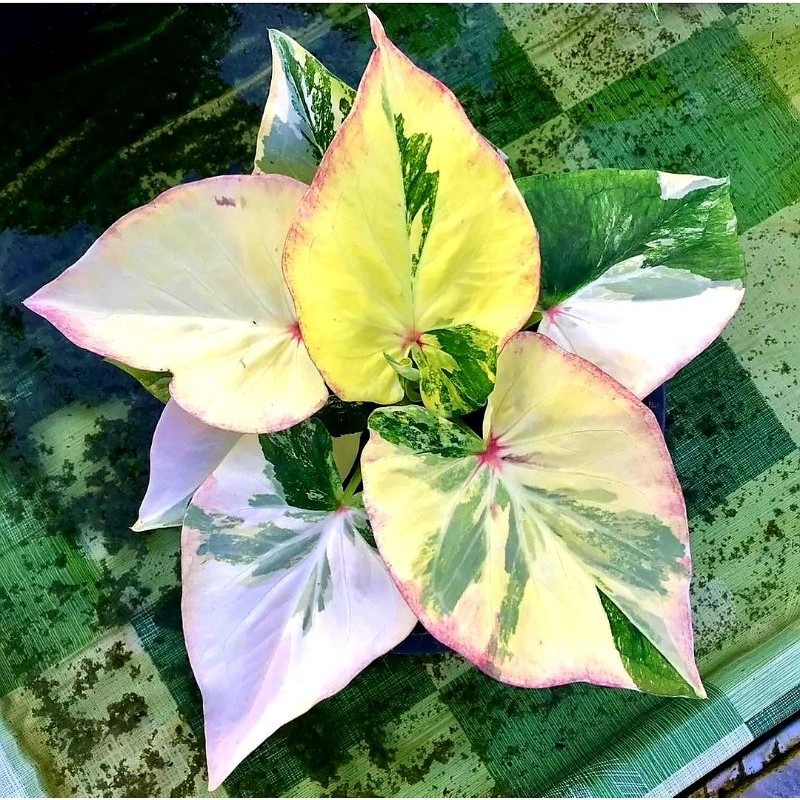 Tanaman Hias Keladi Hybrid Cintya Bunga Hias Keladi Caladium Anakan Murah BUKAN UMBI Tanaman Hidup B