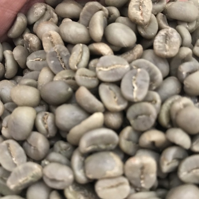 

Green Bean Arabika Gayo Luwak Liar