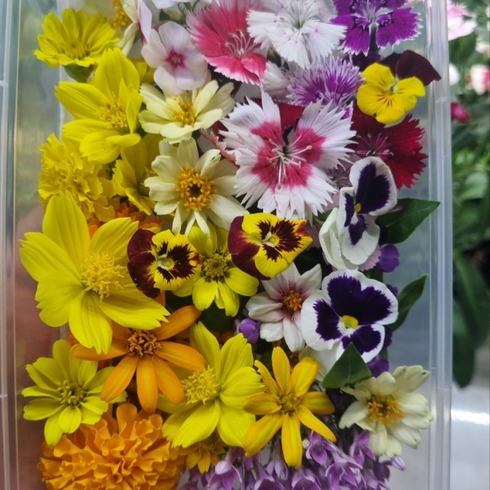 

Mix Edible Flower 100 pcs K01