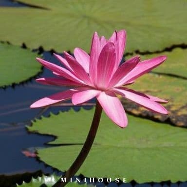 BENIH BIBIT BIJI LOTUS TERATAI AIR IMPORT