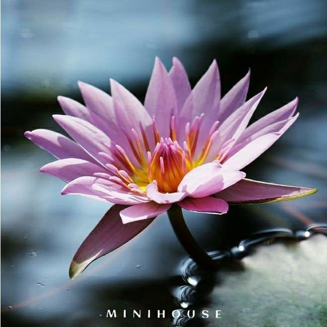 BENIH BIBIT BIJI LOTUS TERATAI AIR IMPORT