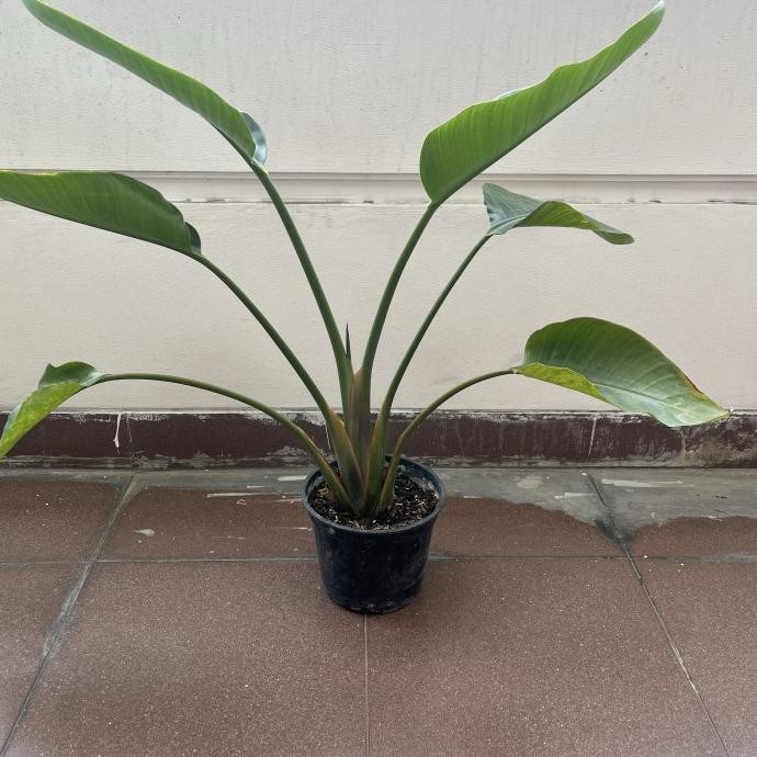 Tanaman Hias Bird of Paradise BOP __Oasis