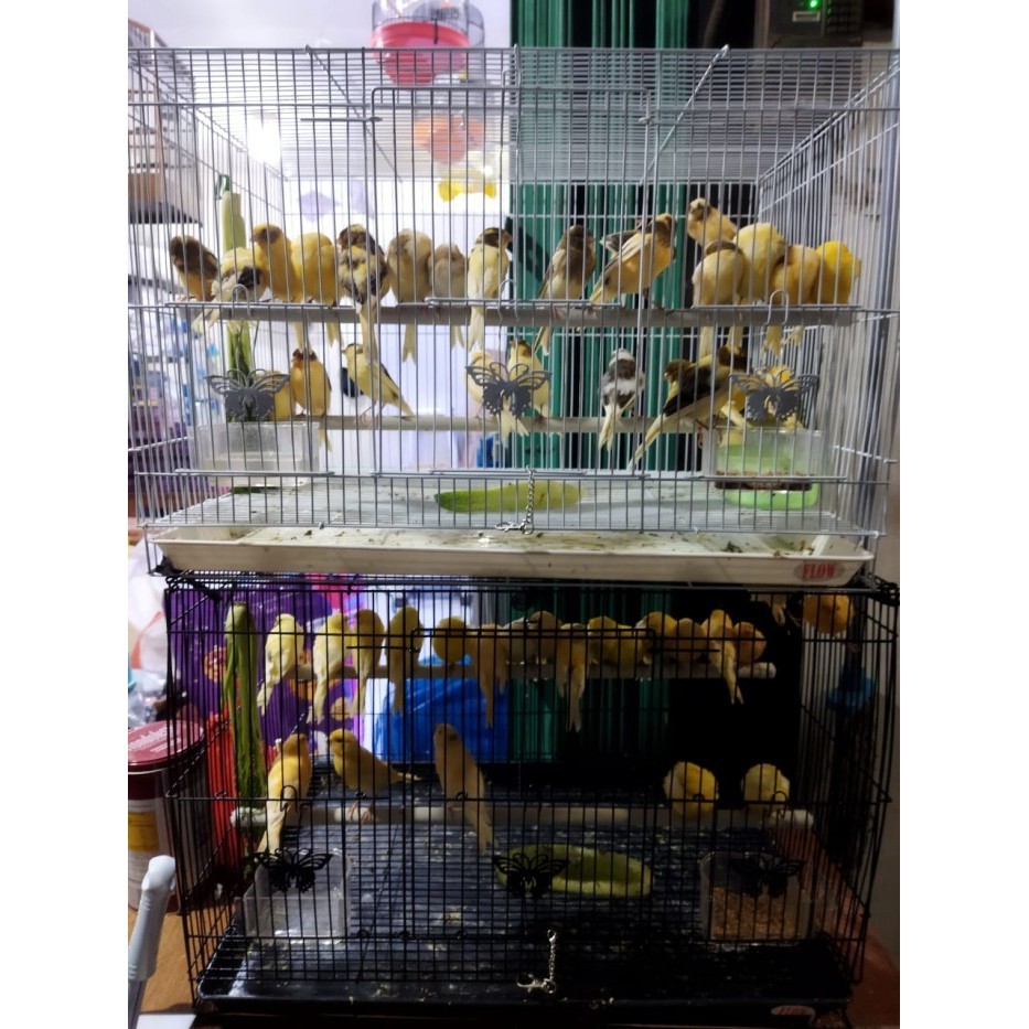 Terbaru Burung Kenari Lokal Super A+ Jantan Bahan Pilihan Promo Terlaris
