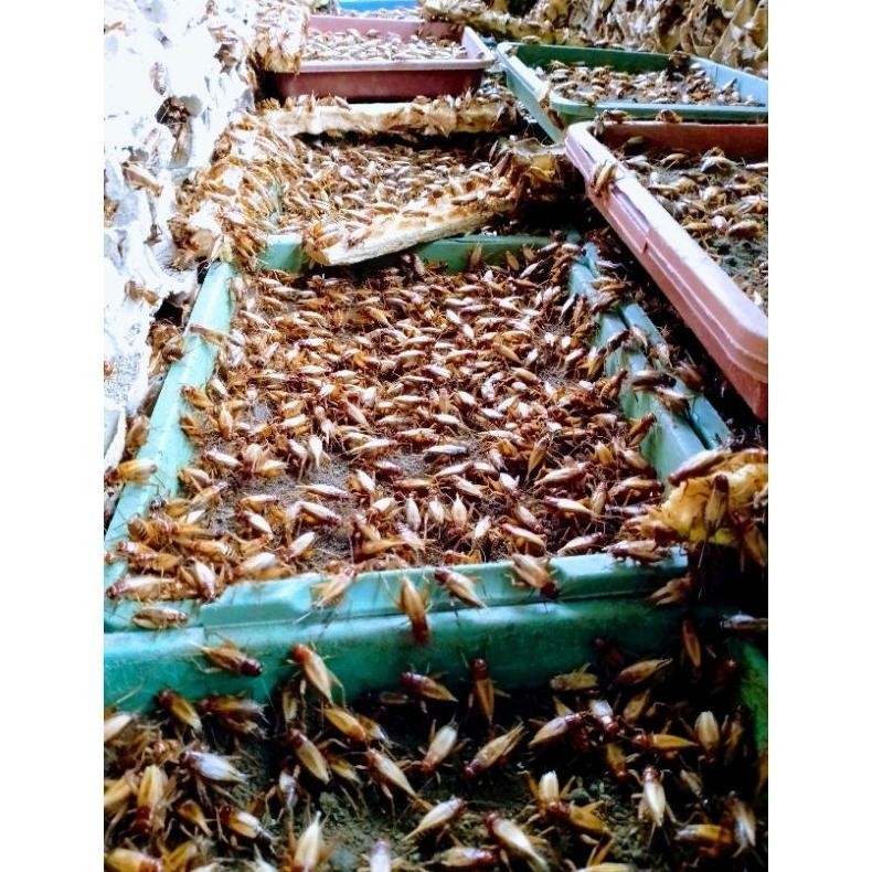 

CQ37 TELUR JANGKRIK MADU KUNYIT (3ONS) Termurah