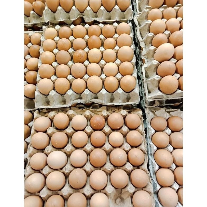 

ZAI-2530 Telur Ayam Negeri 1 Kg Viral