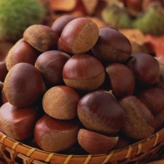 

Chesnut Atau Kacang Kastanye Mentah 1 Kg, 1000 gram.