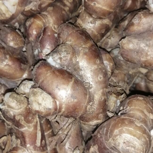 

READY STOCK PROMO!!! KENCUR SEGAR 500 GRAM !!!!!