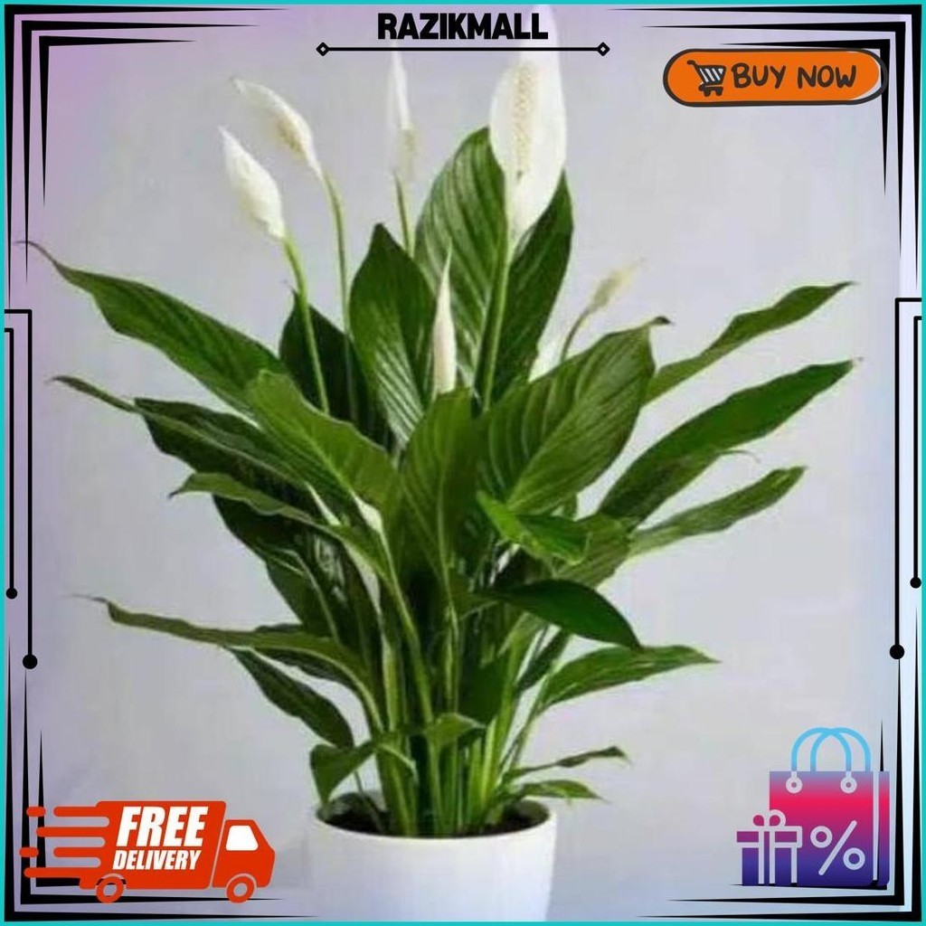 Tanaman Peyerap Racun Peace Lily Spatuflillum Sudah Berbunga Cod